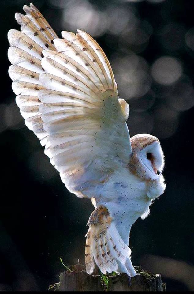 an owl is sitting on top of a post and flapping it's wings