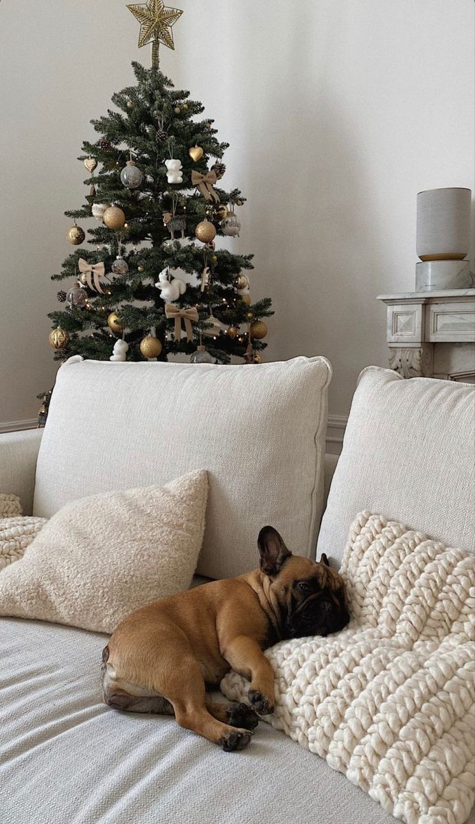 a dog sleeping on a couch next to a christmas tree