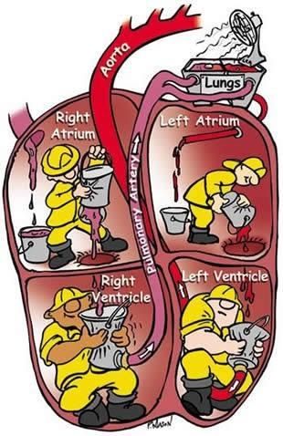 the heart is filled with different types of things to see in this diagram, including lungs and