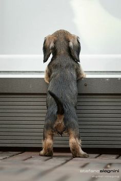 a small dog standing on its hind legs looking at something outside the door with it's front paws in the air