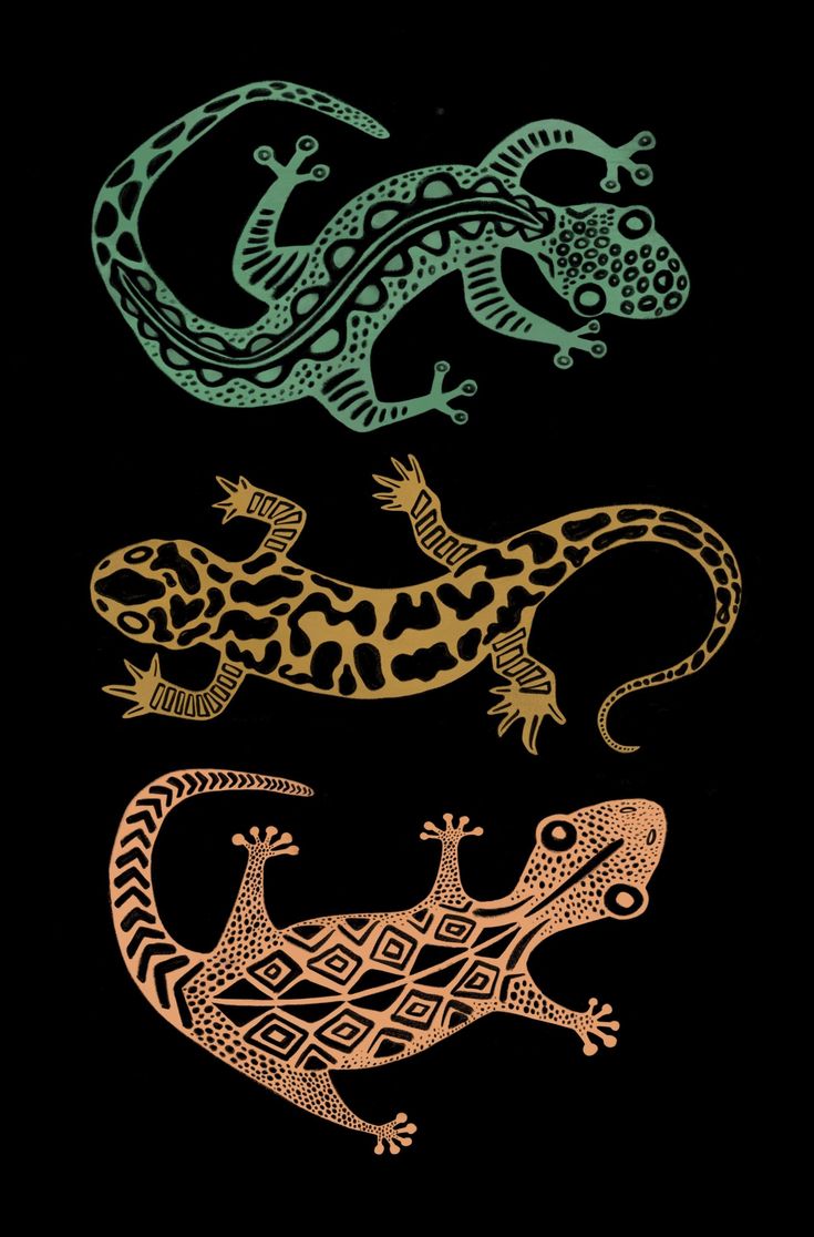 three lizards in different colors on a black background