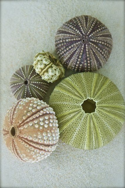 four sea urchins sitting on top of a white floor next to each other