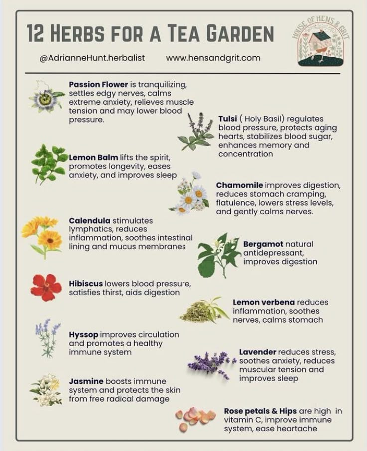 the 12 herbs for a tea garden