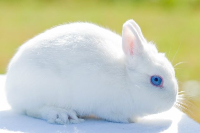 a white rabbit sitting on top of a table