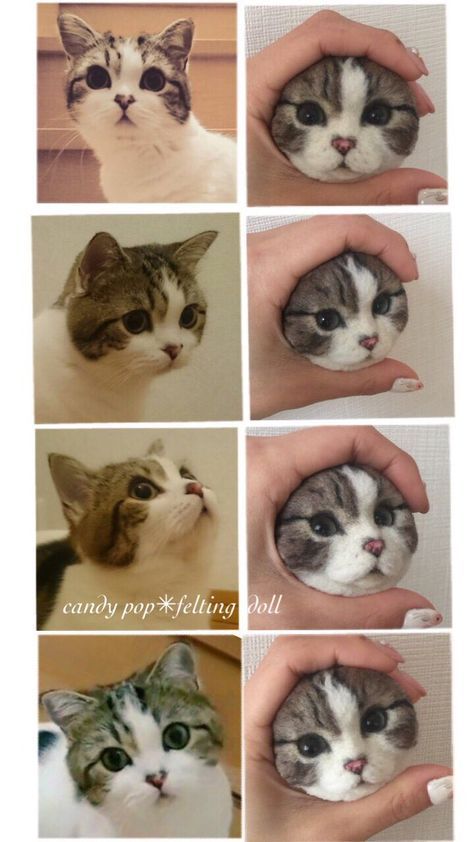 a series of pictures showing different types of cats with their faces in the same photo