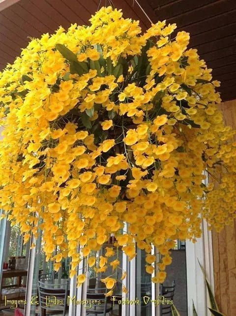 a bunch of yellow flowers hanging from the ceiling