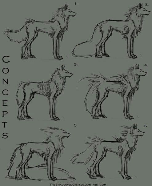 the stages of how to draw a wolf with different poses and hair styles for each animal