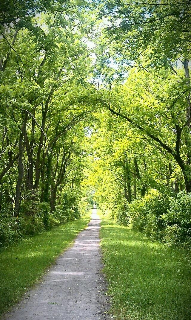 an empty dirt road surrounded by trees and grass on both sides, leading into the distance