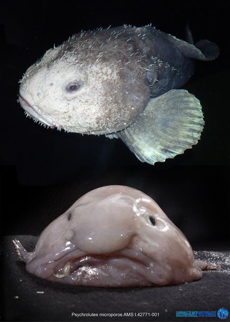 two different types of fish on display in a museum exhibit, one is white and the other is black