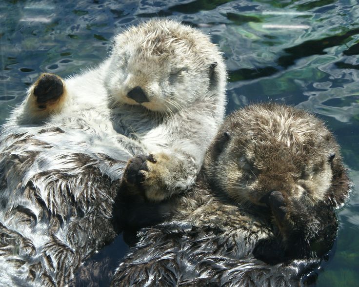 two baby sea otters cuddle on their mother's back in the water