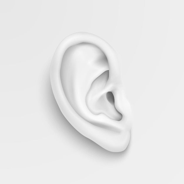 an ear on a white background