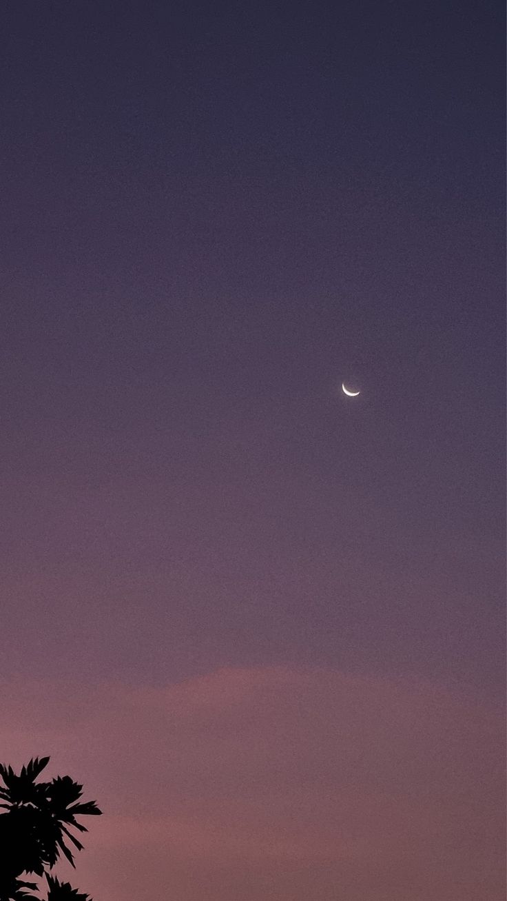 the moon is seen in the sky above palm trees