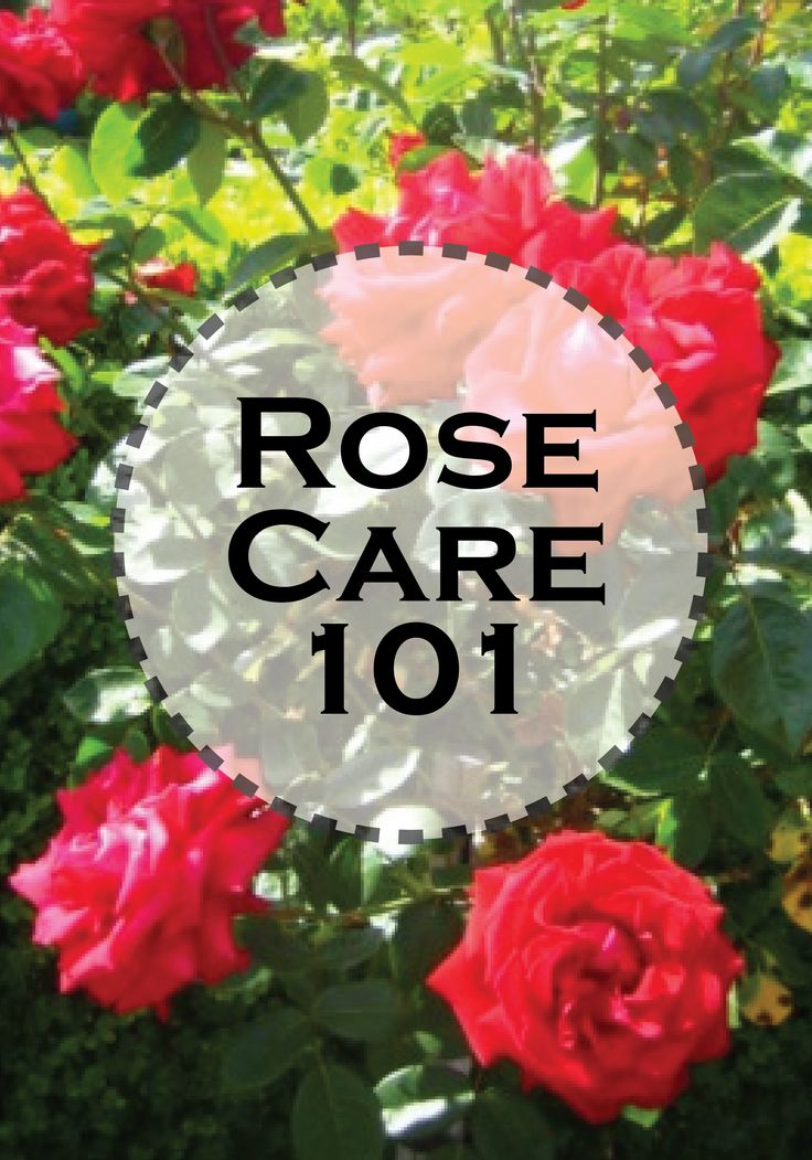 roses with the words rose care 101 over them