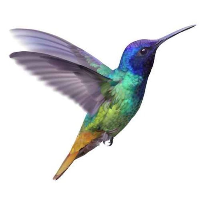 a colorful hummingbird flying through the air