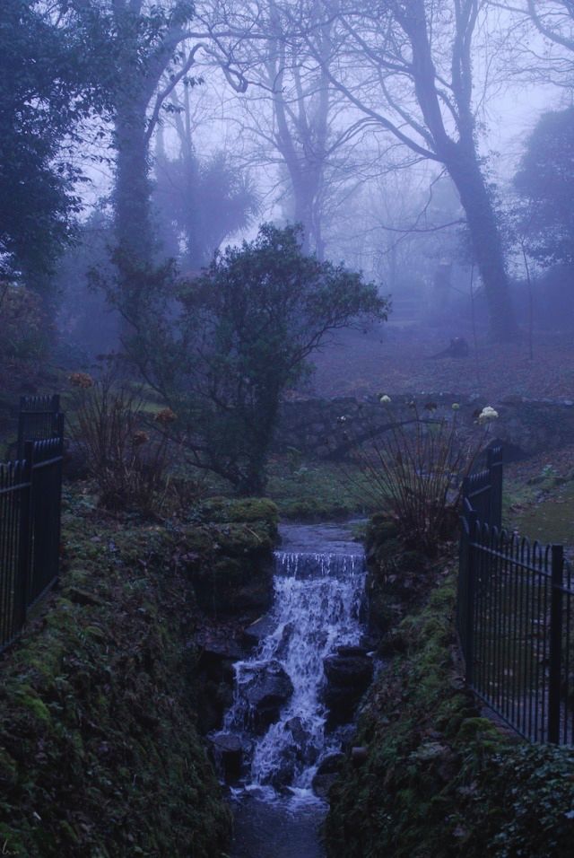 a small stream running through a lush green forest covered in foggy weather, with trees and bushes on either side