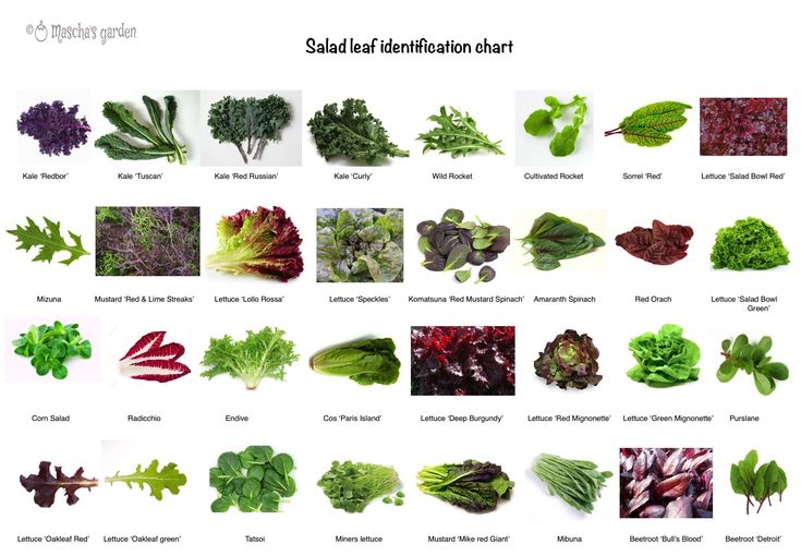 a bunch of different types of leafy plants and their names are shown in this chart