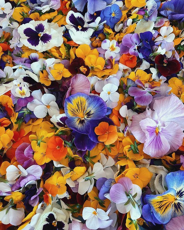 many different colored pansies are scattered together