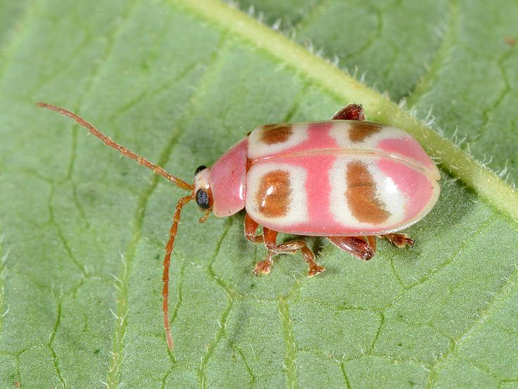 a red and white bug sitting on top of a green leaf