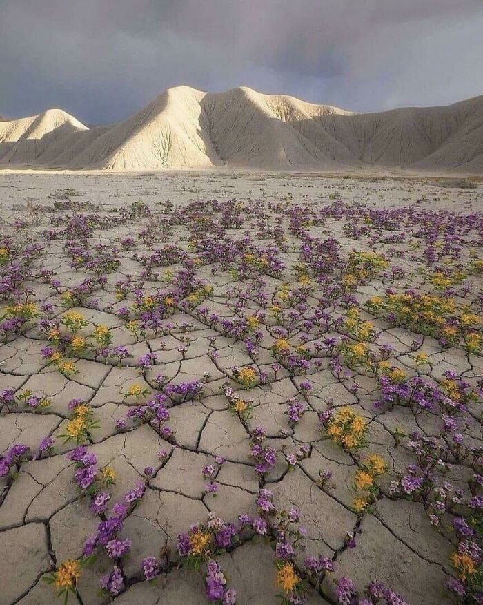 purple and yellow flowers growing in the desert with mountains in the background at low tide