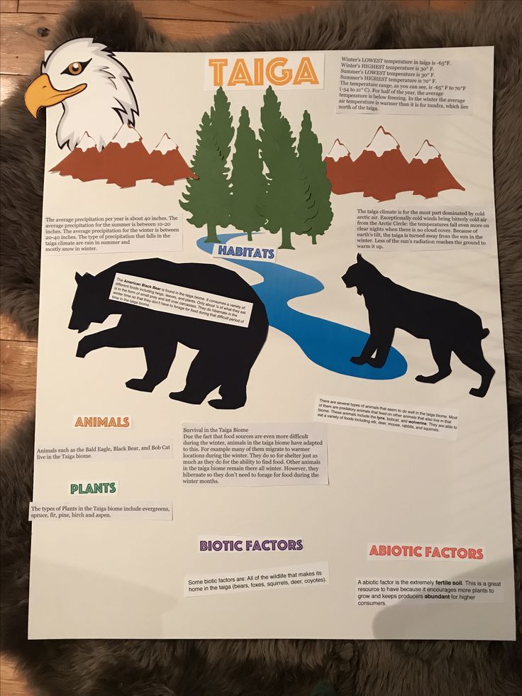 a poster with an eagle, bear, and fish on it's back side