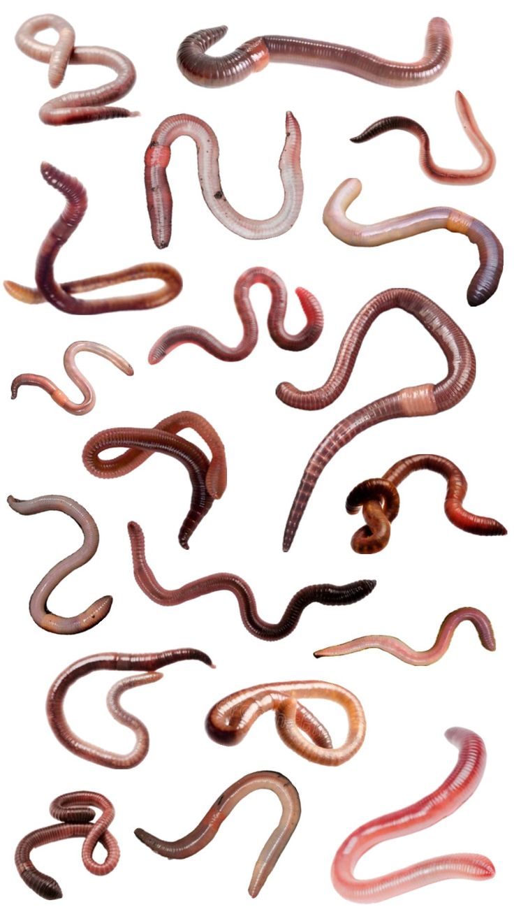 several different types of worms on a white background