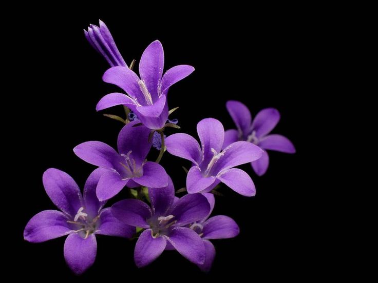 purple flowers are blooming on a black background