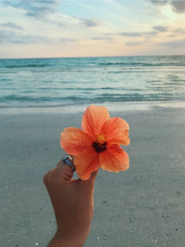 someone is holding up an orange flower on the beach