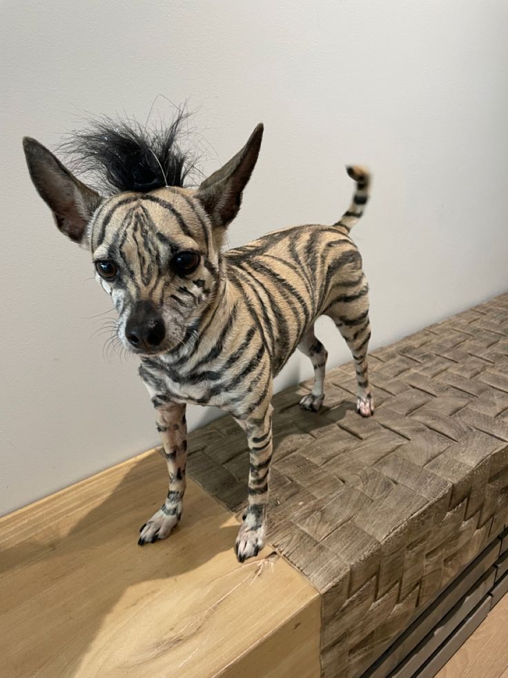 a hairless dog standing on top of a piece of wood