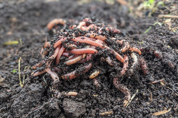 a group of worms crawling in the dirt