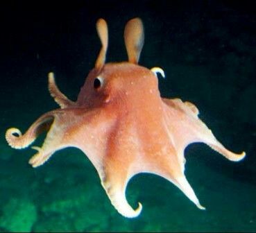 an orange and white squid swimming in the ocean at night with its head turned to the side