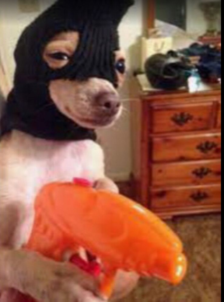 a small dog wearing a black hat and holding an orange toy