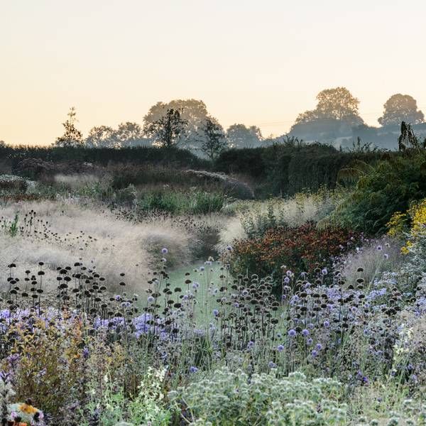 a field with lots of flowers and trees in the background