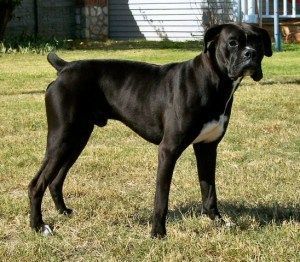 a large black dog standing on top of a grass covered field