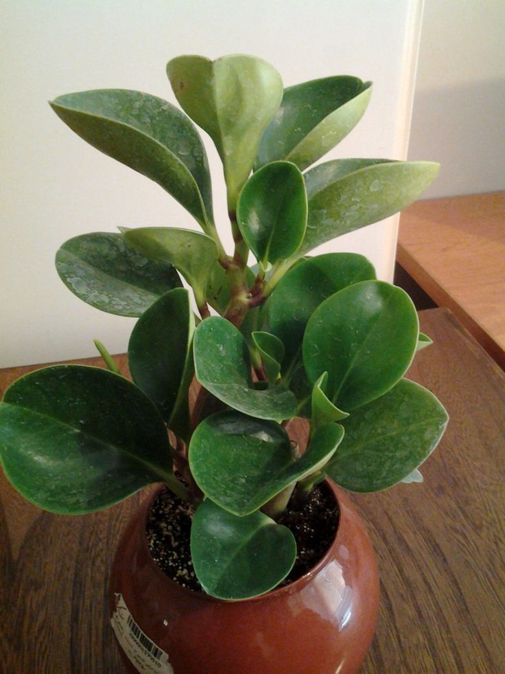 a potted plant sitting on top of a wooden table