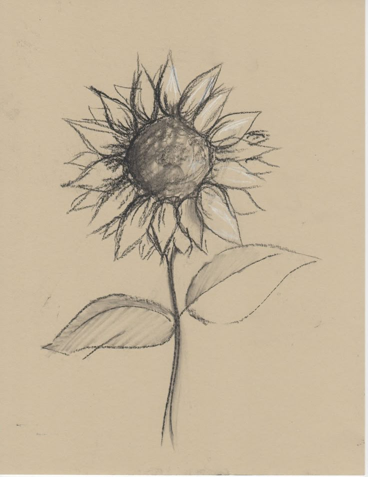 a drawing of a sunflower with leaves