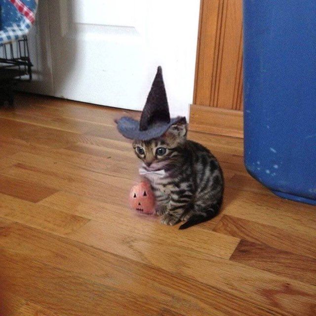 a small kitten wearing a witches hat sitting next to a piggy bank on the floor