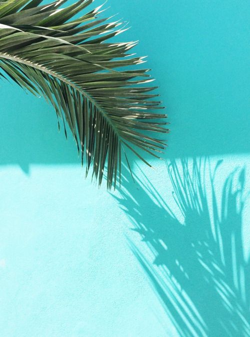 the shadow of a palm tree on a blue wall is cast onto the floor below