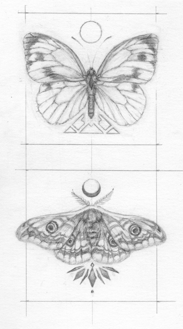 three different types of moths on paper with lines in the middle and one is drawn to look