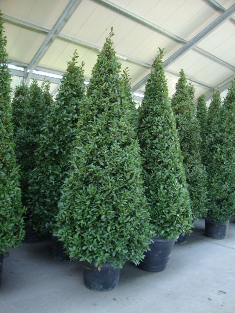 many potted trees are lined up in a row