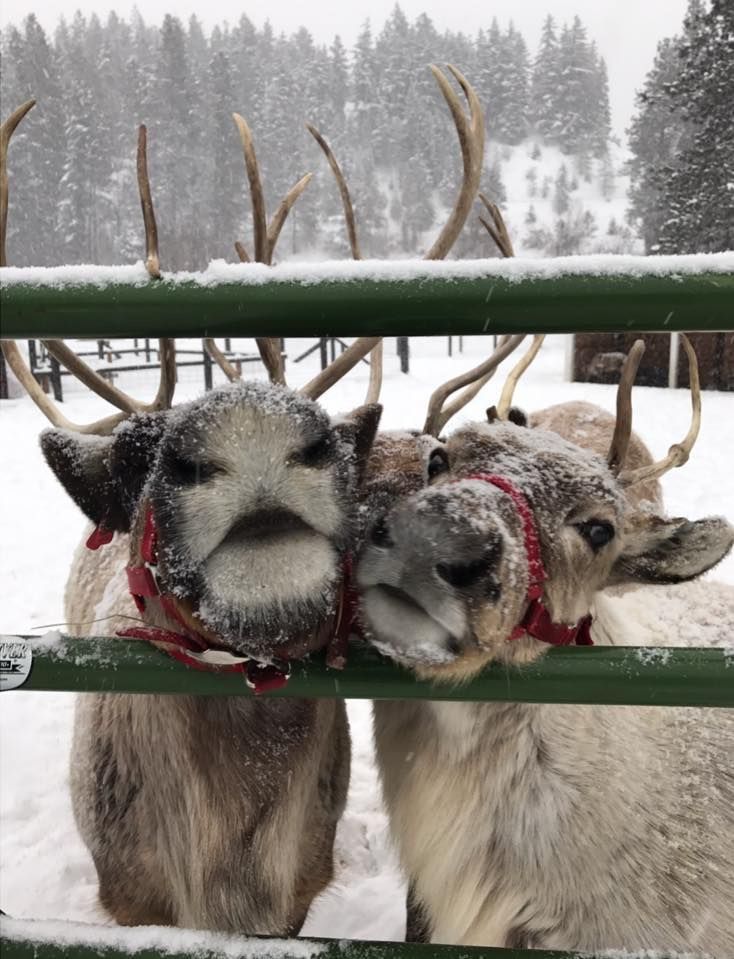 two reindeers standing next to each other behind a fence in the snow with antlers on their heads