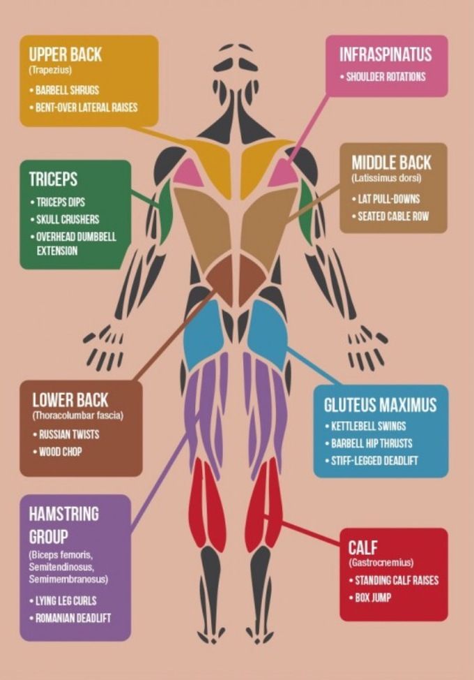 the muscles are labeled in different colors