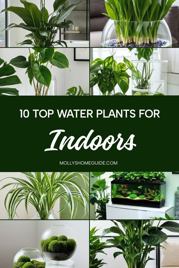 the top water plants for indoorss are shown in this collage with text overlay