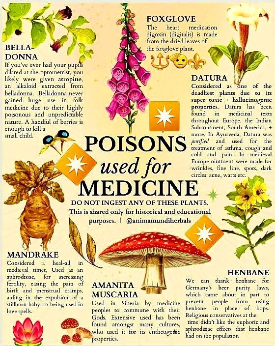 Poisonous Plants Witchcraft, Yerba Mate Magical Properties, Medicinal Herbs Aesthetic, Witchcraft Diy Crafts, Magical Plants Art, Herbology Witchcraft, Herb Drinks, Herbology Aesthetic, Herbs For Witchcraft