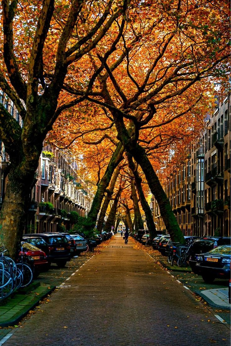 an empty street lined with parked cars and trees