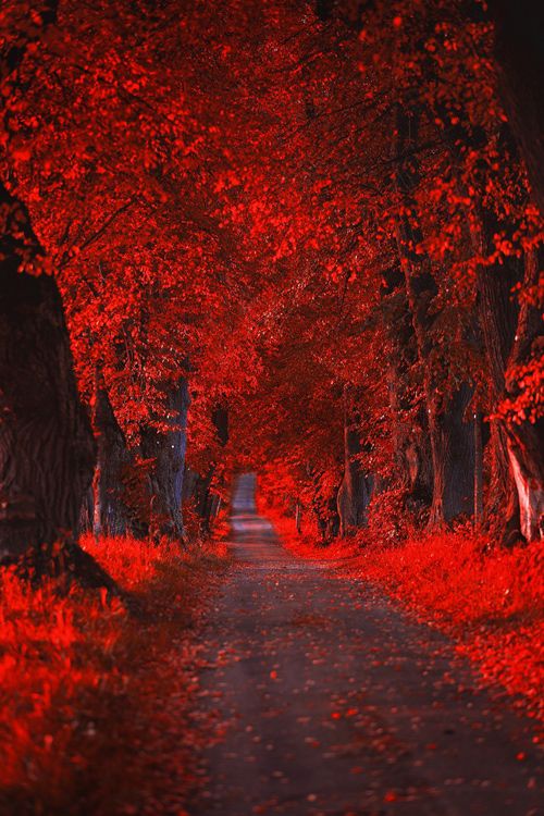 an empty road surrounded by trees with red leaves