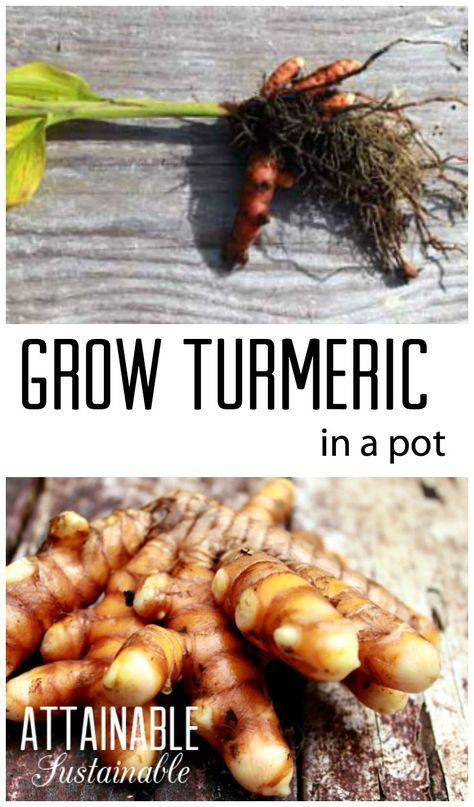 two pictures with the words grow tumericic in a pot and an image of some roots