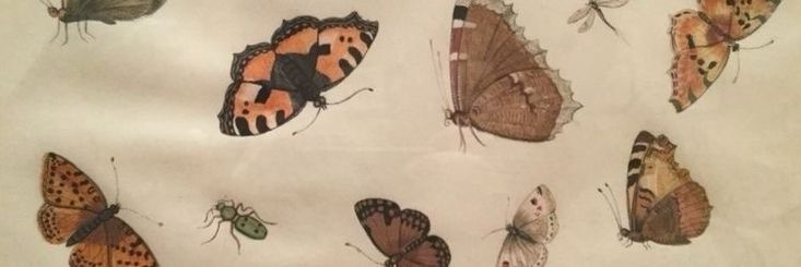 many different types of butterflies on a white sheet with orange and black markings, all flying in the same direction