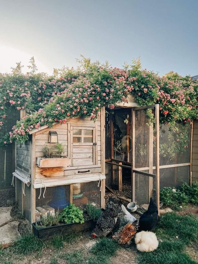 Chicken Coop Photography, Outdoor Garden Wall Ideas Decorative, Chicken Coop Decoration Ideas, Chicken Coop Vines, Homestead House Exterior, 3 Chicken Coop, Simple Farm Life Aesthetic, Chicken Village Ideas, Dark Green Chicken Coop