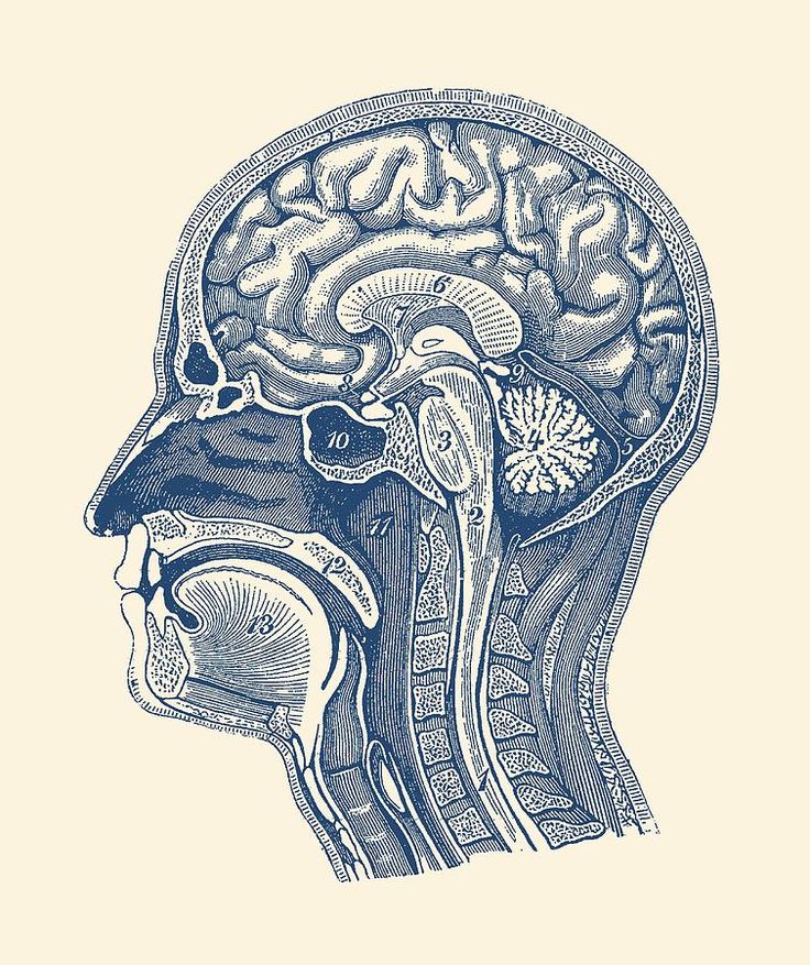 the side view of a human head with its brain and cerebratorys