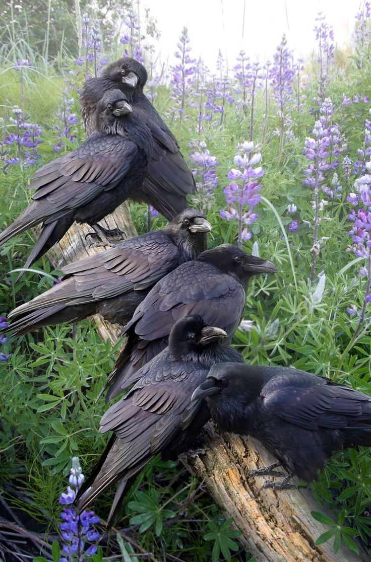 several black birds sitting on top of a log in the middle of some purple flowers